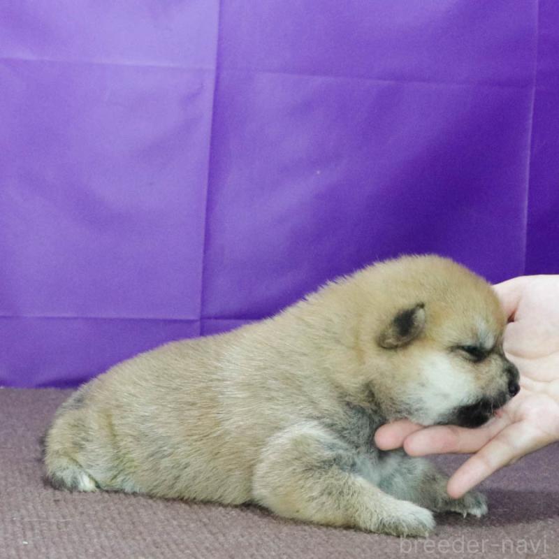 販売中の愛知県の柴犬-405247の4枚目
